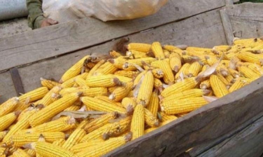Prins în flagrant la furat de porumb