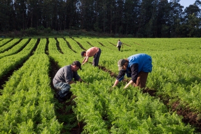 Reglementări privind subvenţiile agricole şi cererile unice de plată