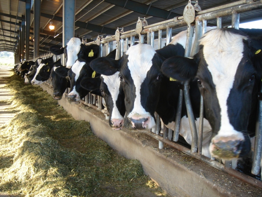 Danone trimite 5.000 de vaci în Siberia pentru a avea lapte mai ieftin