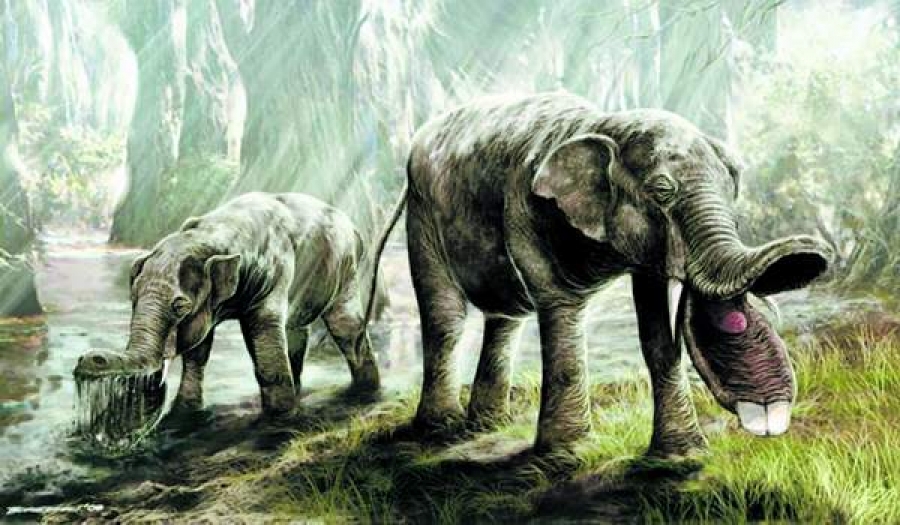 A existat un elefant cu o „lopată” în loc de trompă?