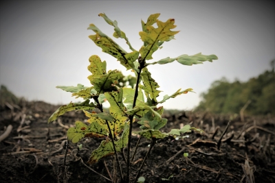 A început Luna Plantării Arborilor