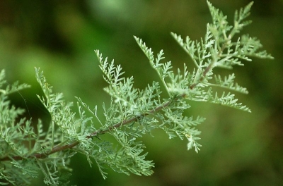 Pelinul, eficient în detoxifierea organismului şi stimularea sistemului imunitar