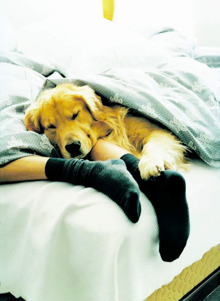 Persoanele care dorm alături de animalele lor de companie beneficiază de un somn mai bun