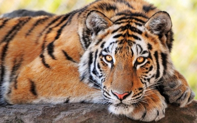 Tigrul malaiezian, o specie nou descoperită, în pericol critic de dispariţie