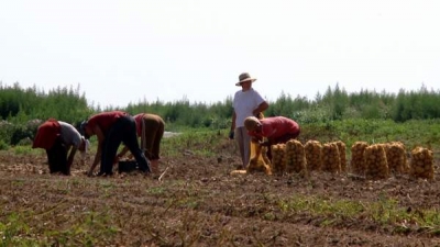 Circa 20.000 de gălăţeni au lucrat ca zilieri în ultimii ani