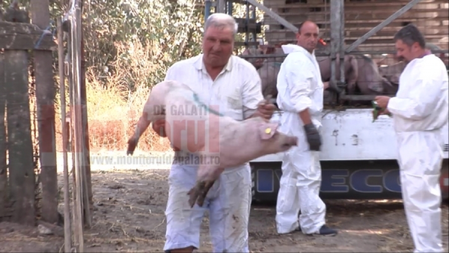 Pesta porcină se extinde în judeţul Galaţi: Noi focare la Braniştea şi Şendreni