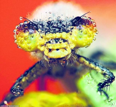 Fotografii cu extratereştri? Imagini exotice din lumea insectelor