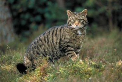 Pisica sălbatică: o umbră prin pădurile României