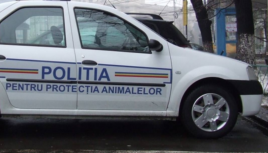 Poliţia Română scoate la concurs 264 posturi pentru pentru Poliţia Protecţia Animalelor