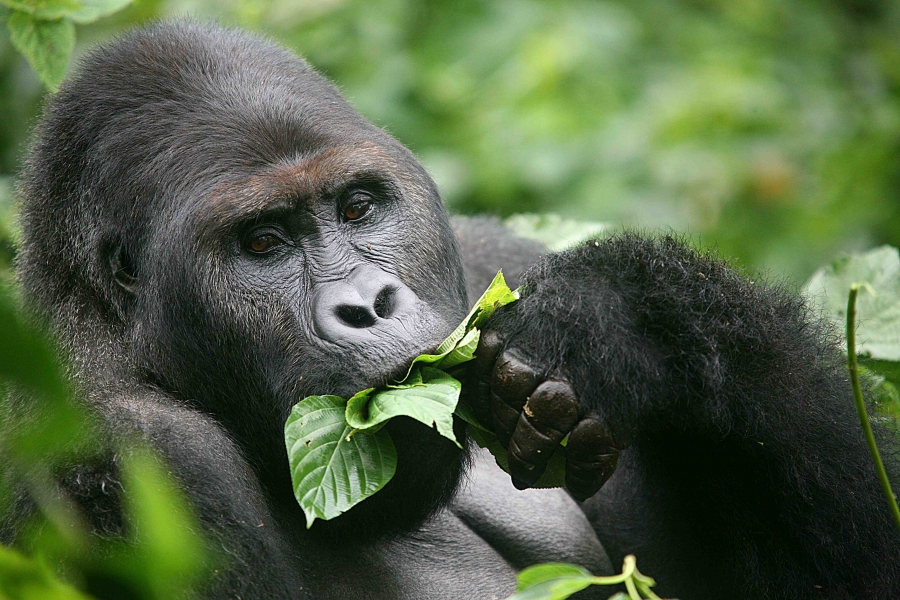 Gorila din câmpiile estice, victimă a războiului civil din RD Congo