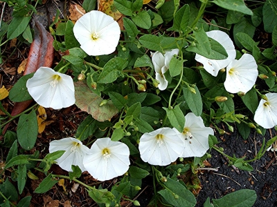 Volbura - planta minune care opreşte hemoragia