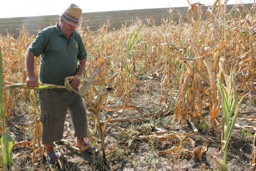 Fermierii afectaţi de secetă ar putea fi despăgubiţi cel mai probabil printr-o schemă de ajutor de stat