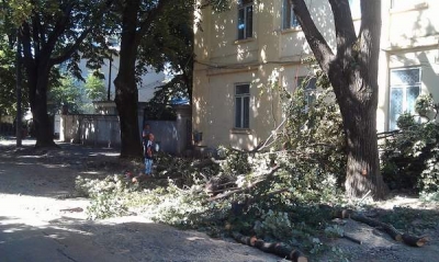 Garda de Mediu: Tăieri masive de copaci în municipiul Galaţi