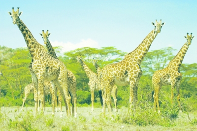 Pe Terra trăiesc patru specii de girafe, nu doar una singură