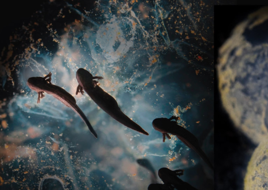 „Afară din apă”, o expoziţie foto inedită despre broaşte, la Complexul Muzeal Galaţi