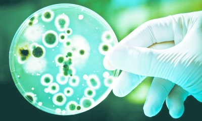 Sursa pentru un posibil nou antibiotic a fost descoperită în cavitatea nazală