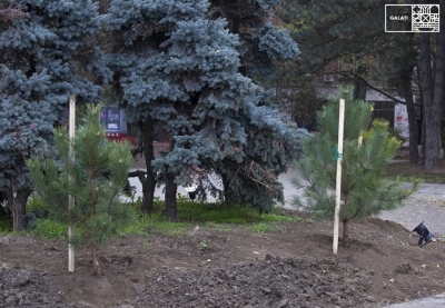 Plantări de arbori pe Faleza Inferioară şi în alte 3 zone din oraş