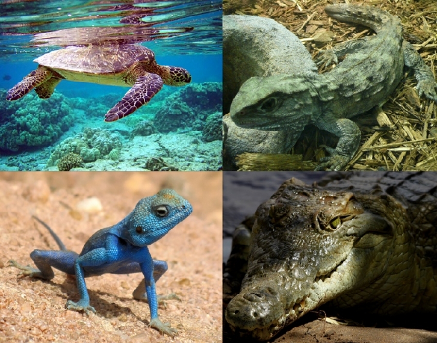 Reducere drastică a populaţiilor de vertebrate în 42 de ani