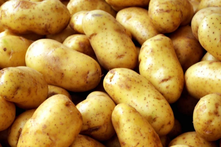 România este al şaptelea producător de cartofi din UE