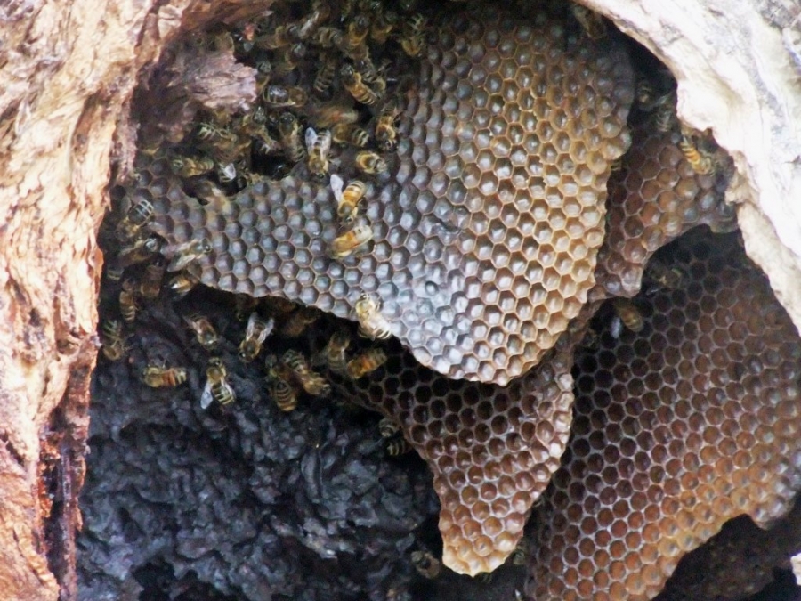 Populaţiile de albine sălbatice prosperă în urma incendiilor de vegetaţie