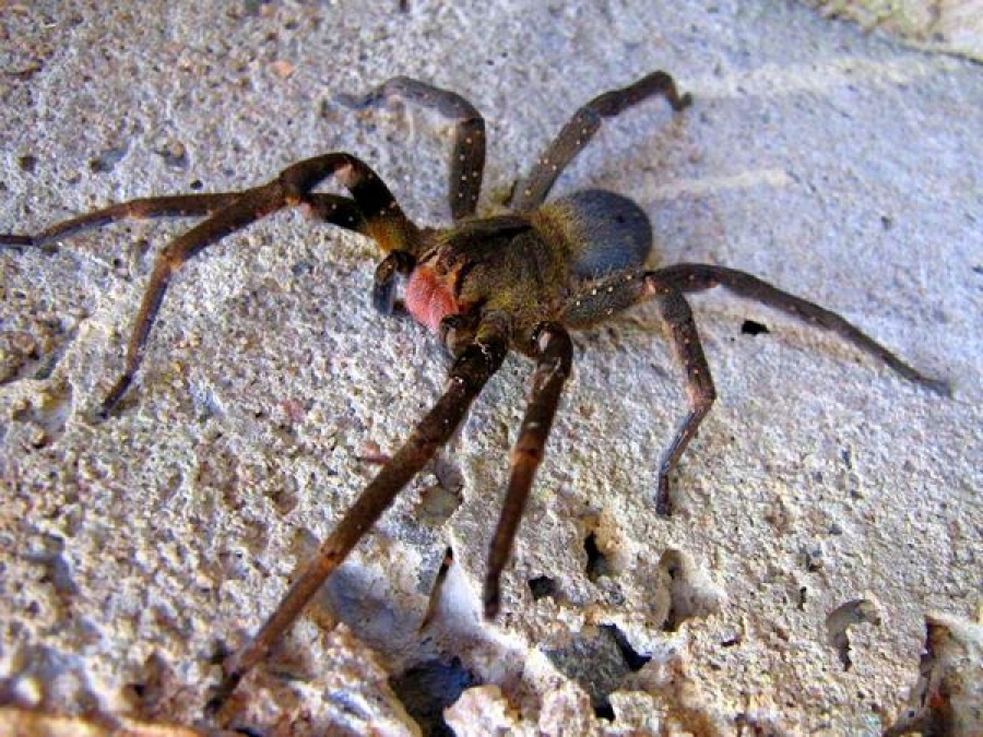 \'\'Păianjenul vagabond brazilian\'\', cel mai veninos păianjen