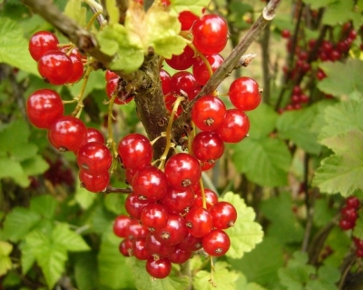 Coacăzul roşu, tratamentul natural pentru afecţiuni digestive