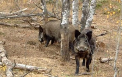 Pestă porcină africană la Brăila