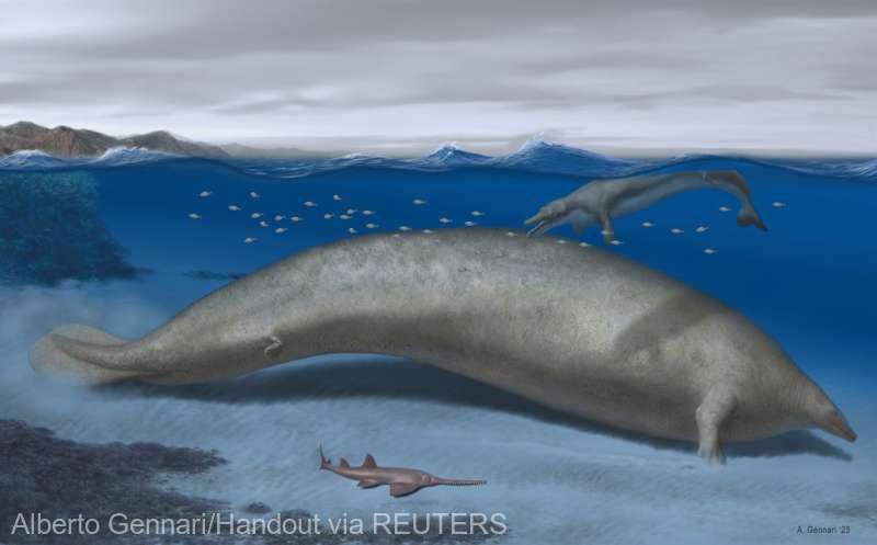 Un strămoş al balenei albastre ar putea fi desemnat cel mai greu animal din toate timpurile