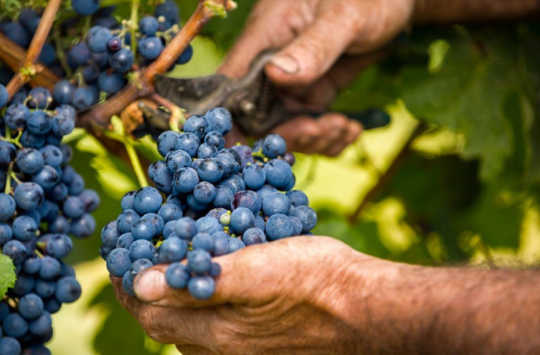 Producătorii trebuie să depună cererile de plată pentru asigurarea recoltelor de struguri pentru vin, până la 15 octombrie