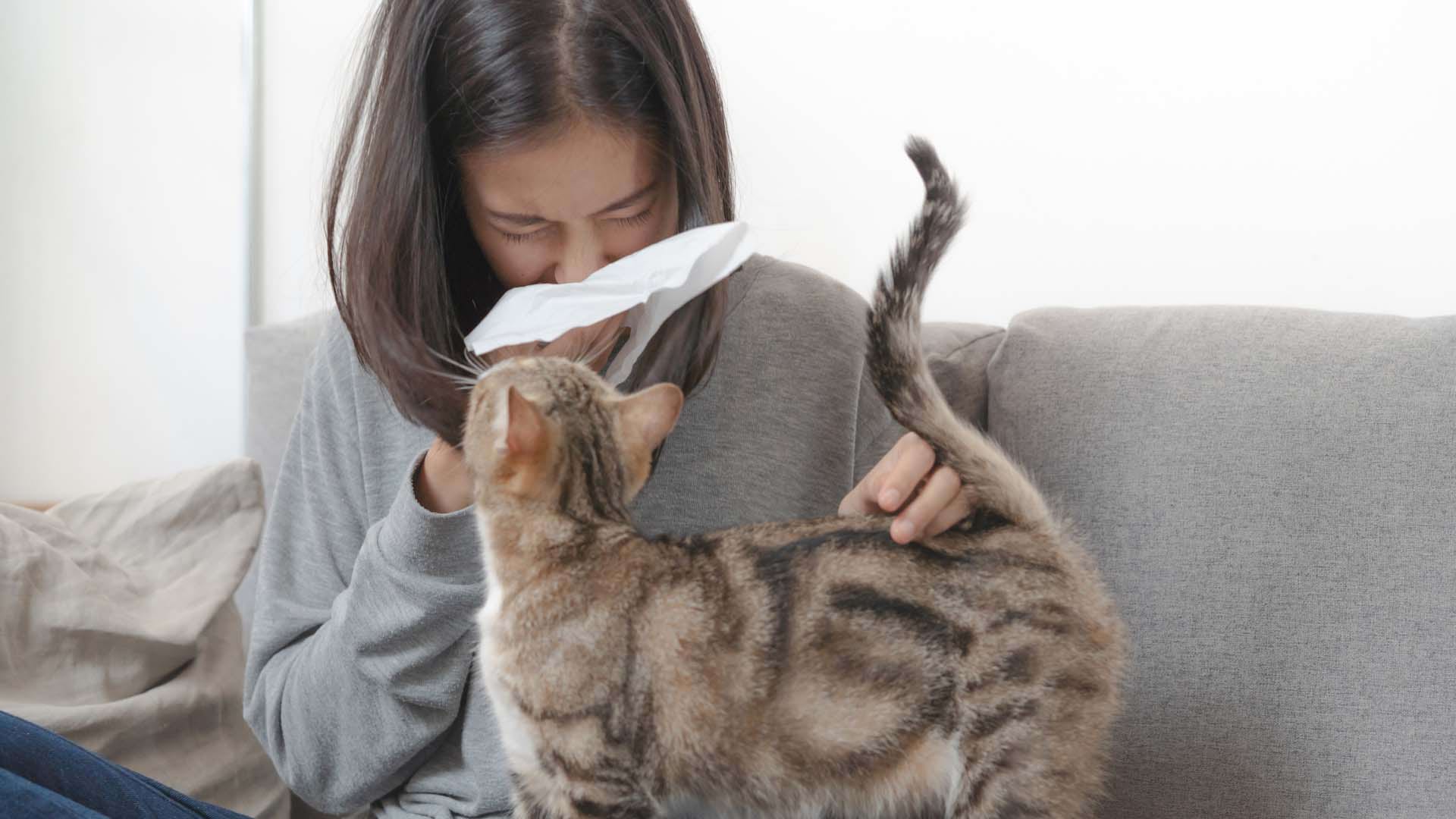 Alergia la pisici: un vaccin a intrat în etapa studiului clinic pe oameni