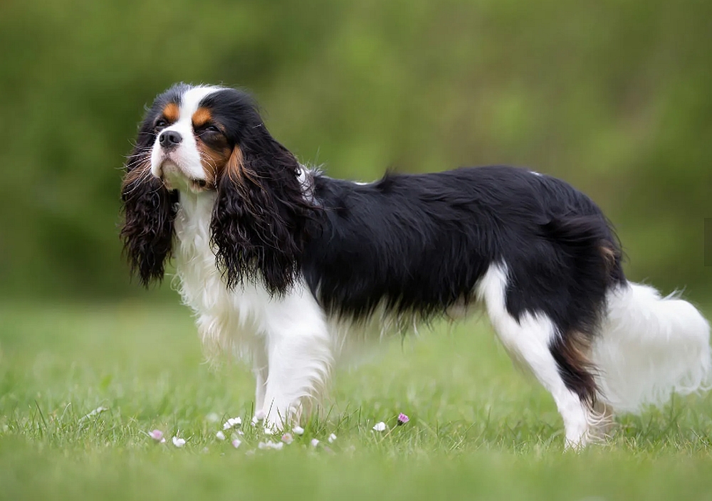Curtea Supremă din Norvegia confirmă ilegalitatea creşterii câinilor din rasa Cavalier King Charles Spaniel