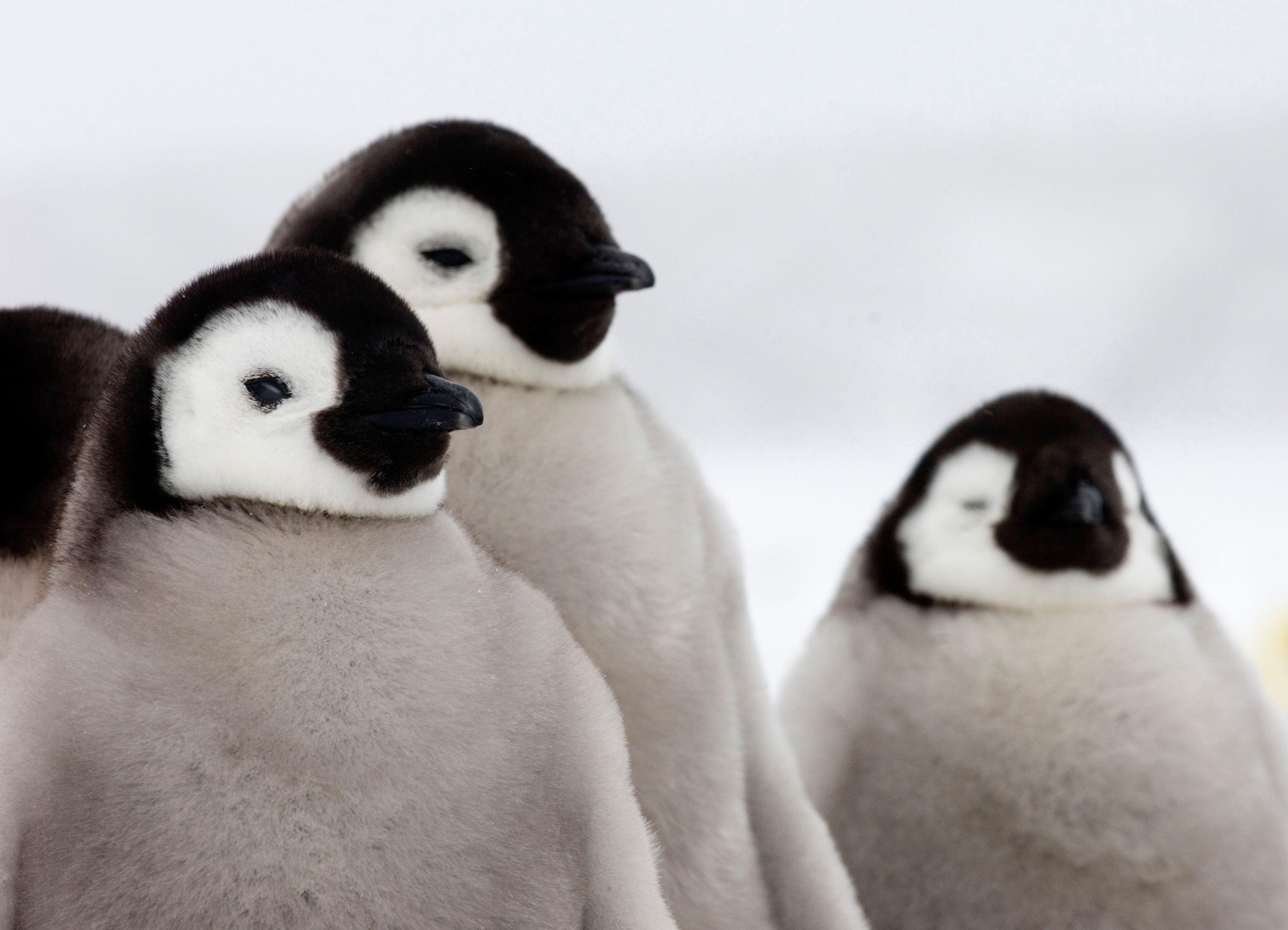 Pinguinii, ameninţaţi de gripa aviară