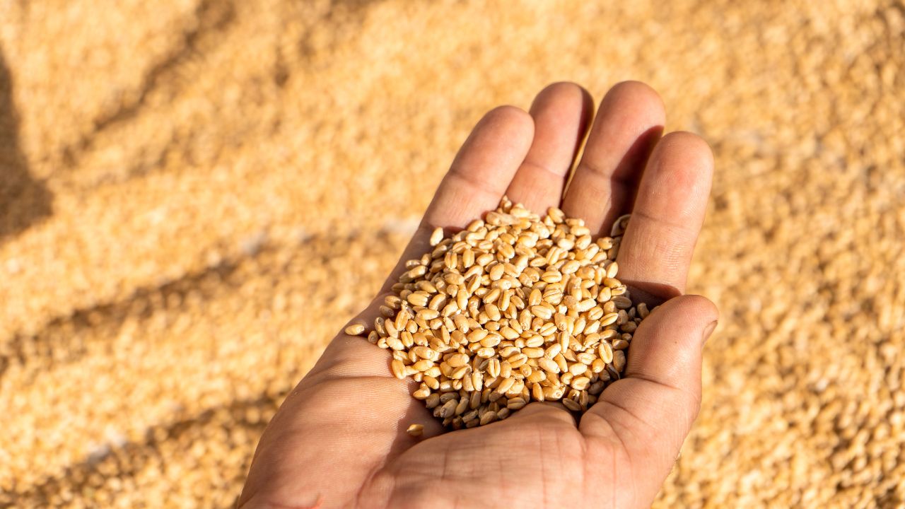 APIA: Peste 274 milioane lei autorizate la plată pentru sectorul cerealelor şi cel al seminţelor oleaginoase