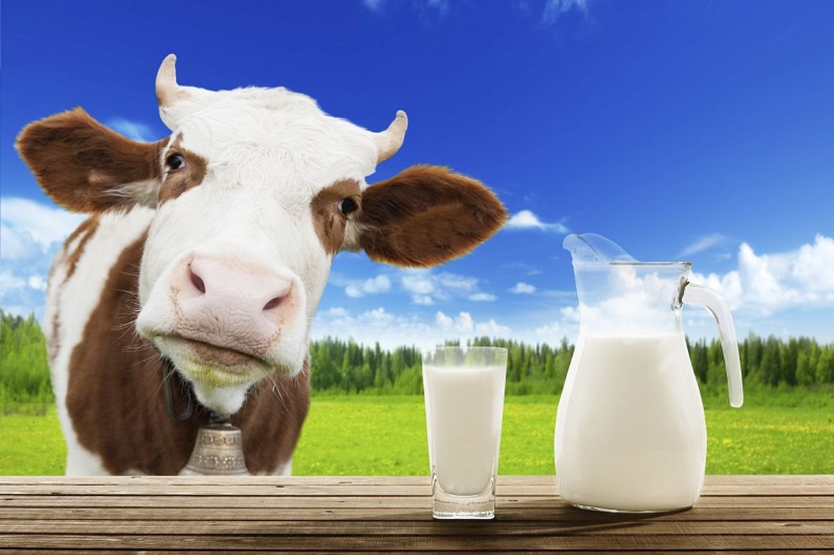 Suntem pe ultimul loc în UE la capitolul producţie de lapte pe cap de vacă