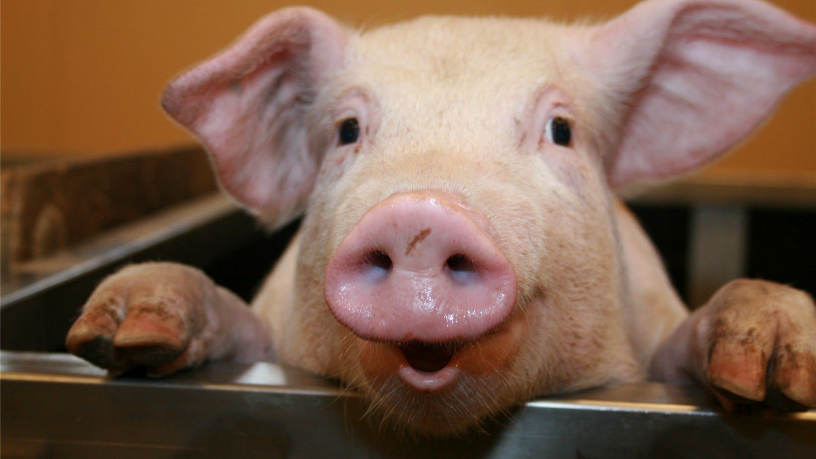 Ministrul Agriculturii: Porcul nu trebuie interzis şi nu se va interzice niciodată în România
