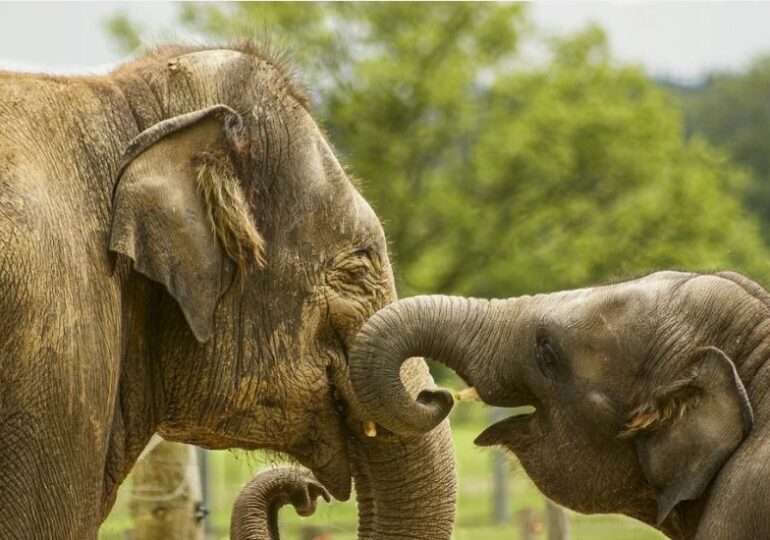 Elefanţii asiatici îşi îngroapă şi îşi jelesc puii morţi
