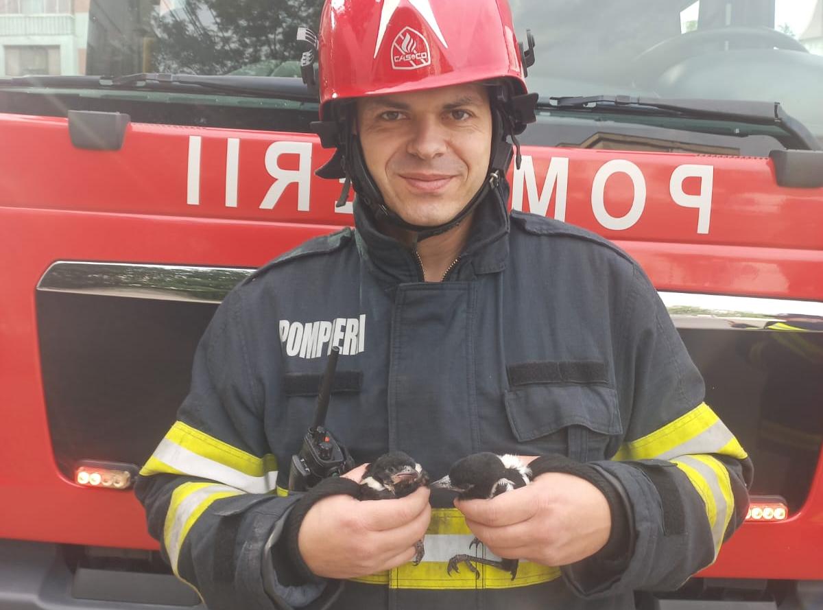 FOTO: Piciul și Micuţul, doi pui de coţofană salvaţi de pompierii gălăţeni