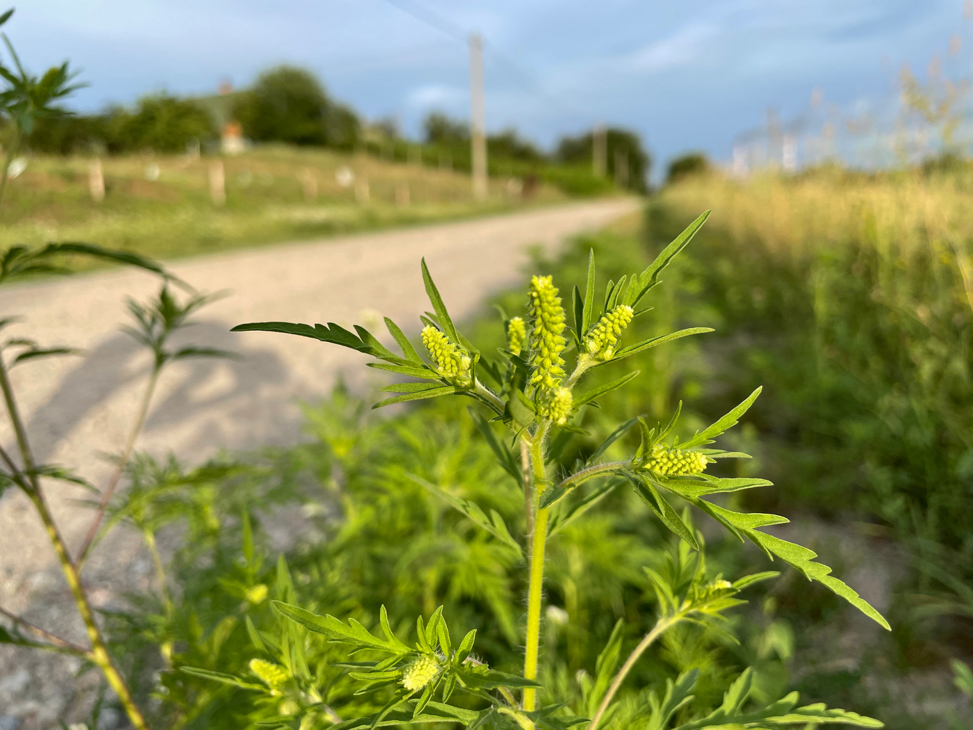 Primăria Galaţi: Eliminarea buruienii ambrozia, obligatorie prin lege