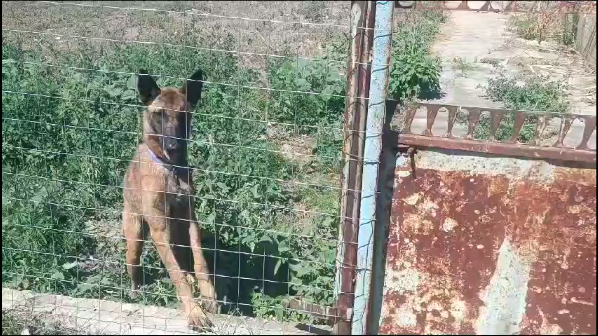 VIDEO: Câini salvaţi de poliţişti la Pechea. Amenda uriaşă primită de stăpân