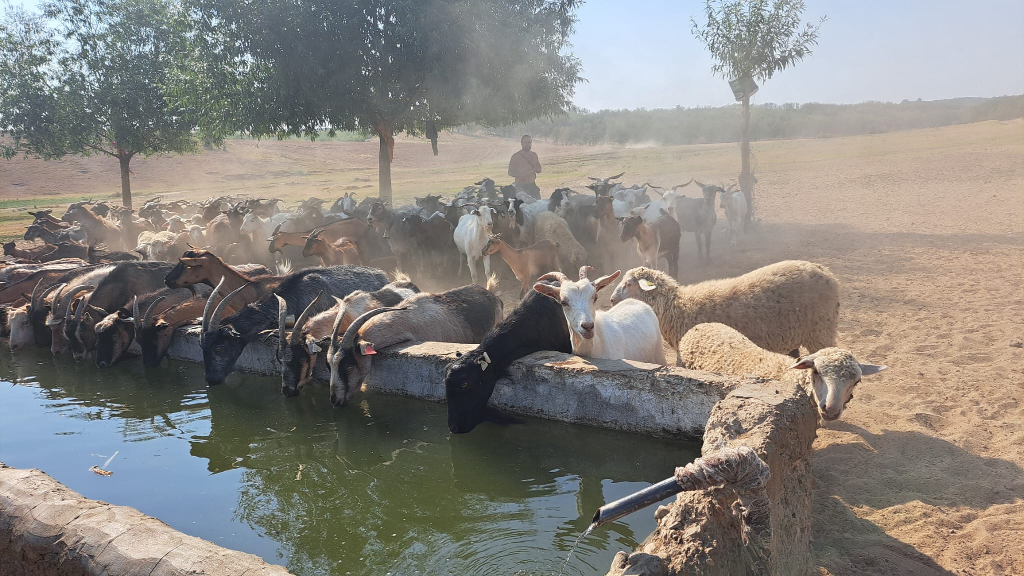 VIDEO: Apă cu cisterna primăriei pentru animalele din câmp, la Bereşti Meria