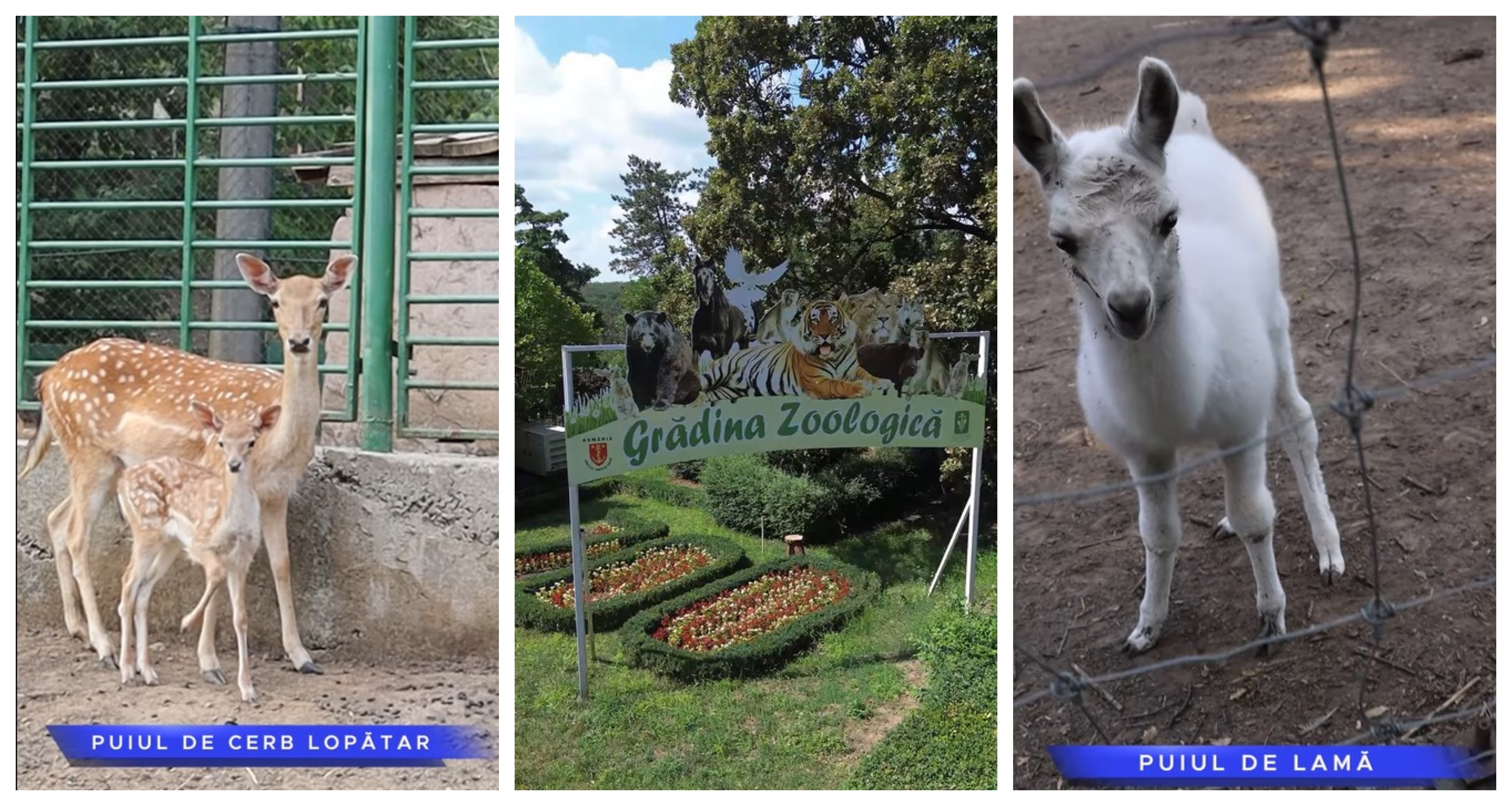 Grădina Zoologică Galaţi are două noi atracţii