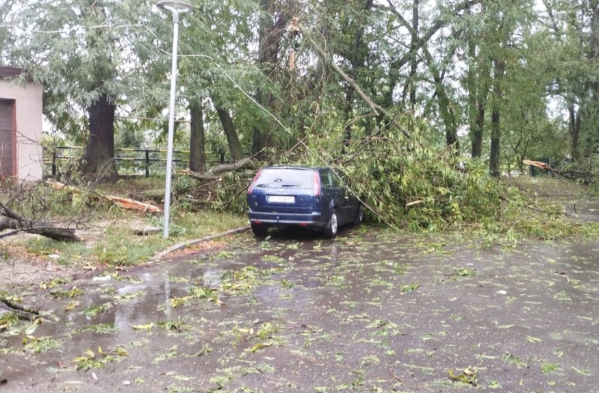 Poliția: Nu parcați mașinile în preajma copacilor!