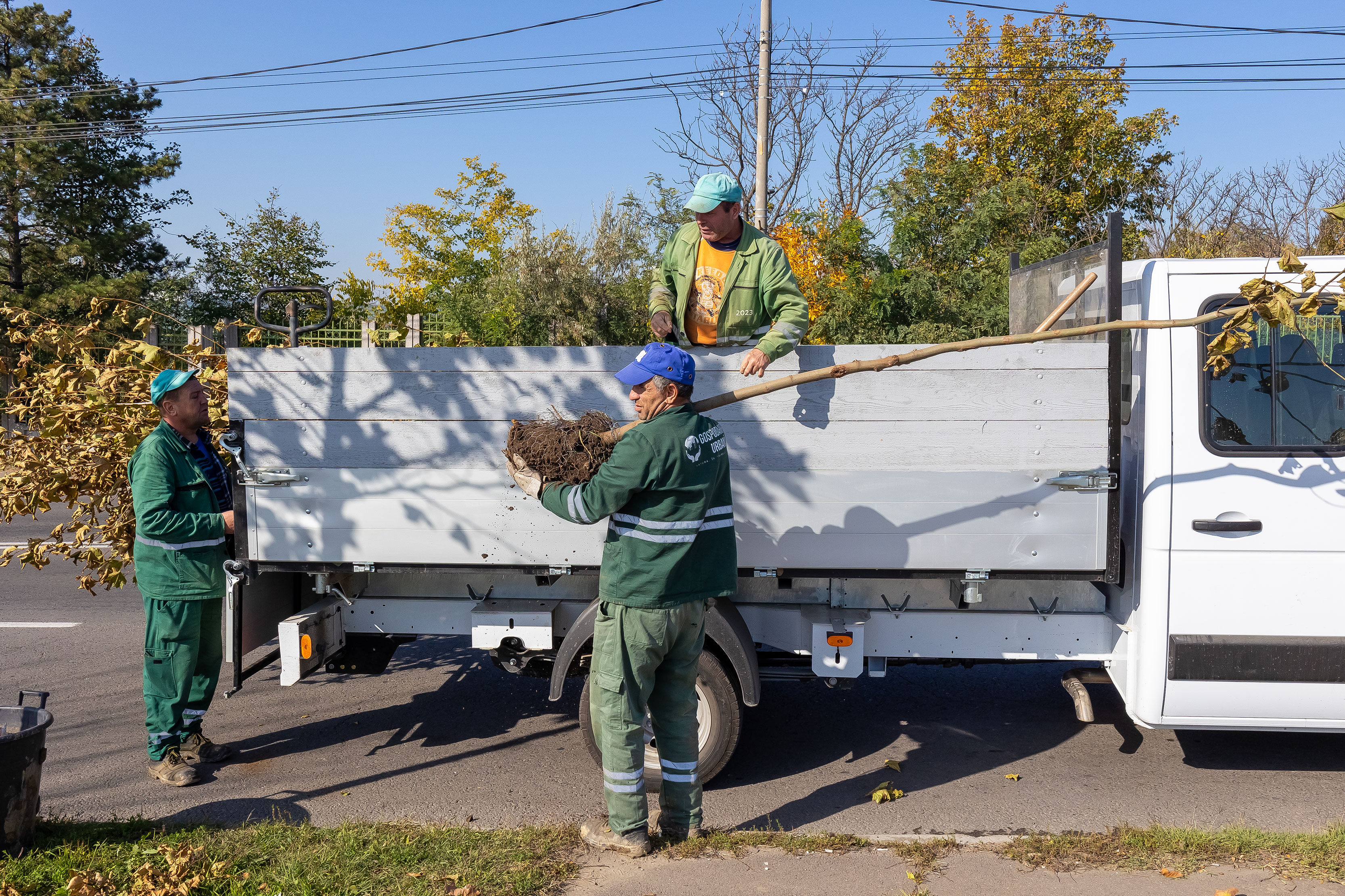 Peste 1000 de arbori se plantează în Galați în această toamnă. Pe strada Domnească vor fi încă 112 noi arbori și arbuști