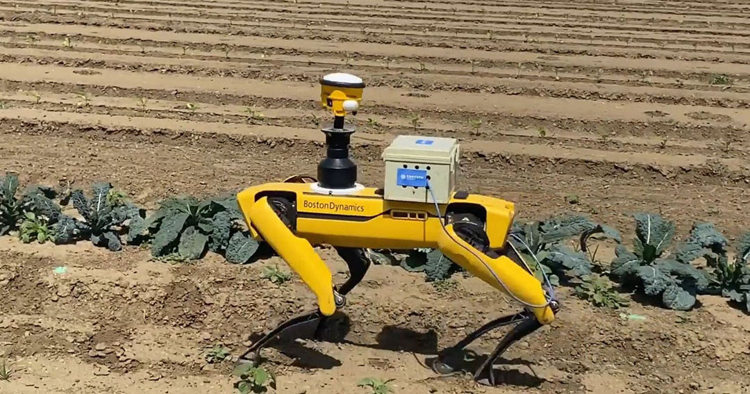 Inteligenţa artificială schimbă agricultura din România