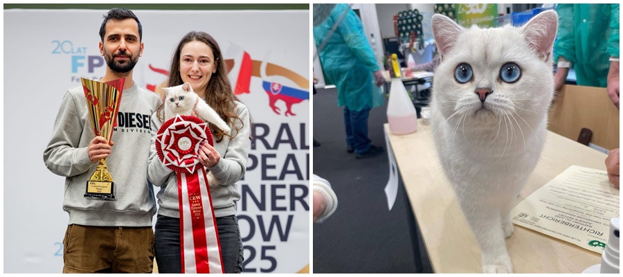 FOTO: Cel mai frumos motănel din Europa în 2025 este român!