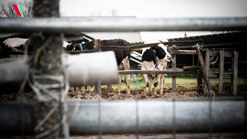 Măsuri de prevenire a febrei aftoase în judeţul Galaţi