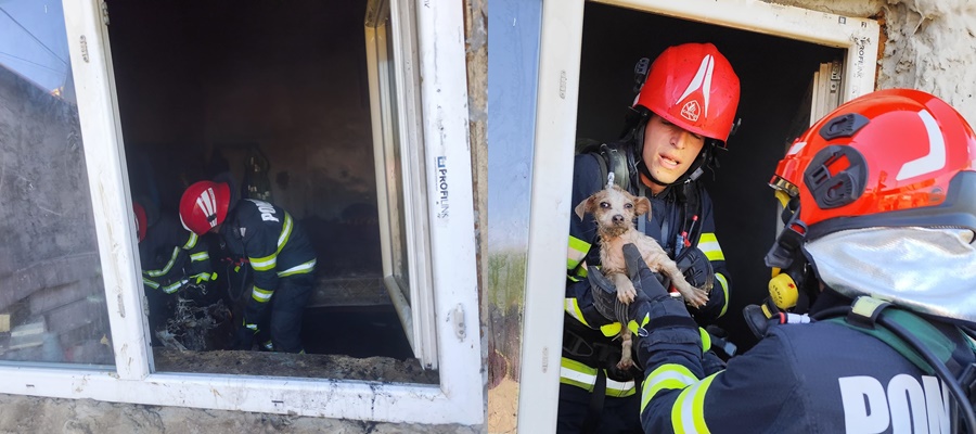FOTO: Căţel salvat de pompieri din casa cuprinsă de flăcări
