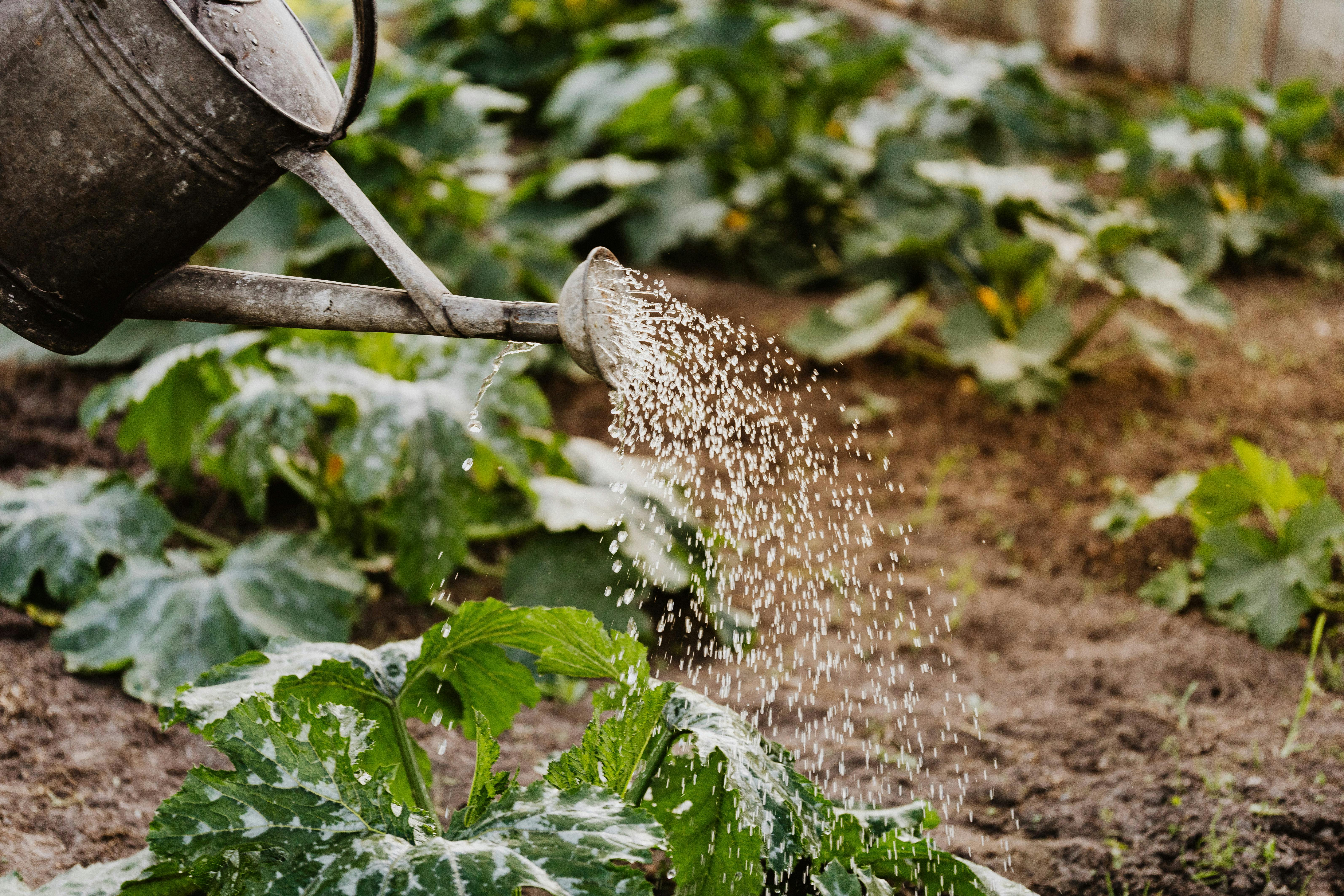 Combaterea dăunătorilor în grădină fără pesticide – soluţii naturale sau ecologice