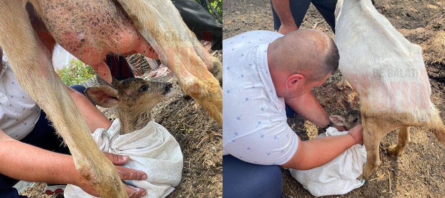 Galaţi: Pui de căprioară salvat şi apoi hrănit de o capră - FOTO