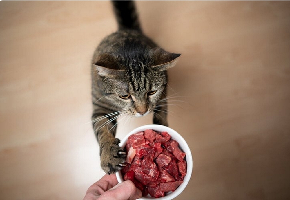 Posibile argumente pentru hrana crudă în alimentaţia câinilor şi pisicilor